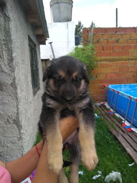 Vendo cachorros ovejeros