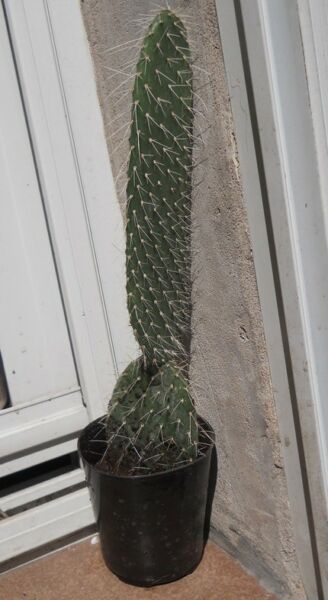opuntia sulphurea maceta 10