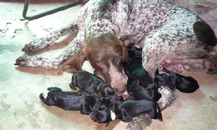 CACHORROS BRACO ALEMAN