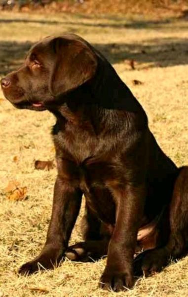 Vendo cachorros labradores chocolates