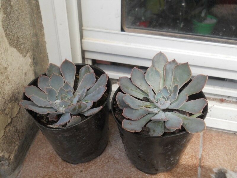 echeveria shavianna maceta 9