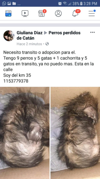 perrito necesita adopción