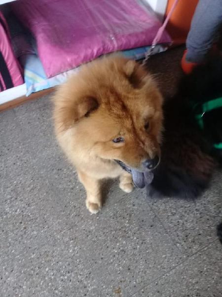 Cachorros Chowchow