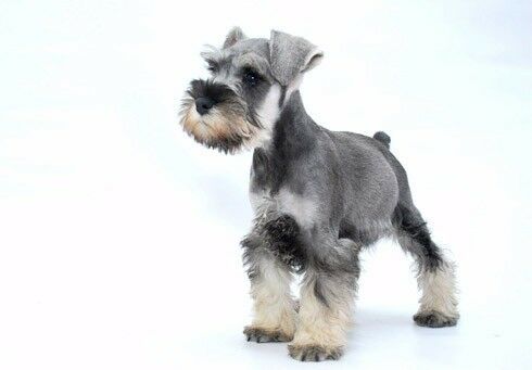 Schnauzer Mini, sal y pimienta, entrega en 45 días