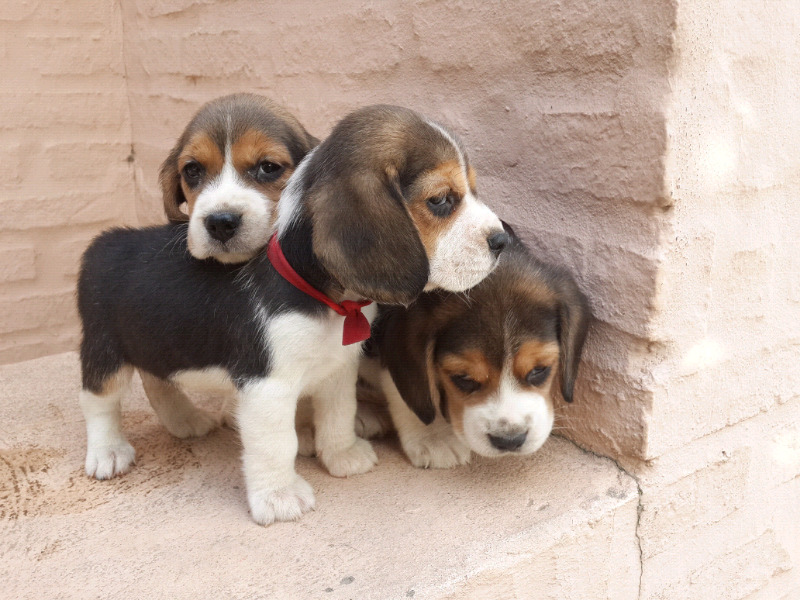 Beagles tri color