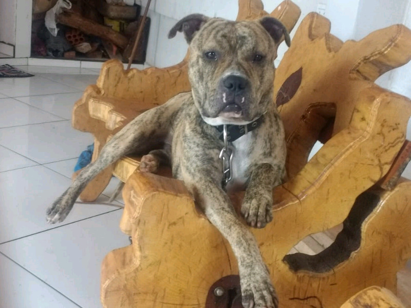 Busco a tayson