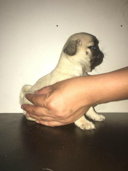 Cachorra PUG carlina