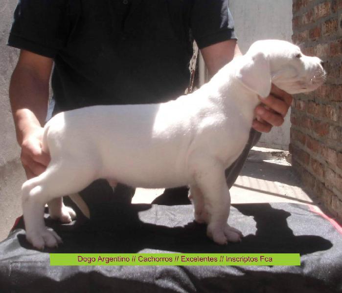 Cachorros Dogo Argentino Excelente Genetica pedigree y