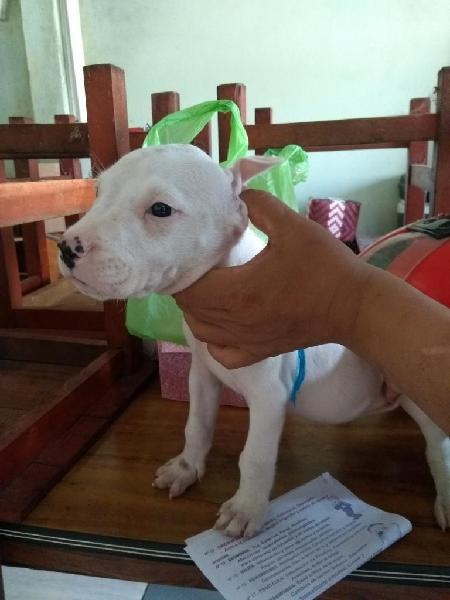 Dogo Argentino