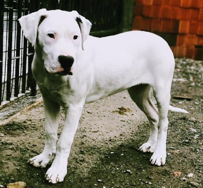 Dogos Argentinos