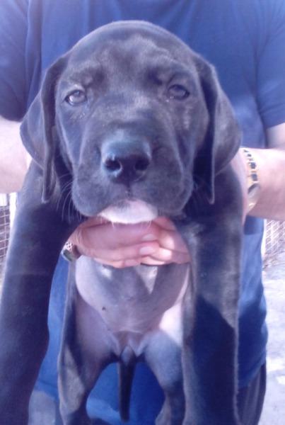 Gran Danes Excelentes
