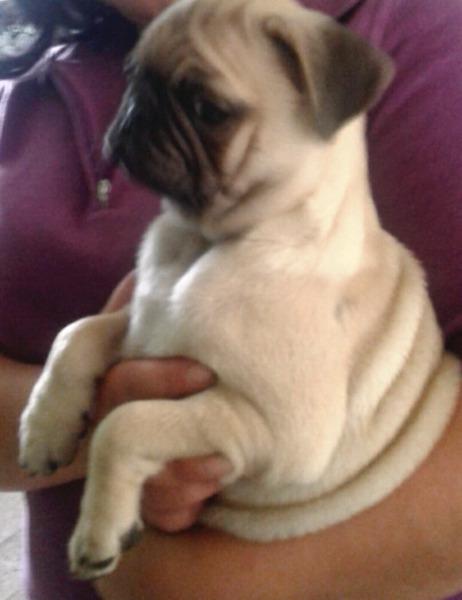 Hermosos Pugs Carlinos