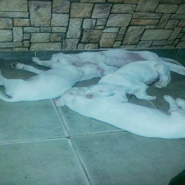 Ultima Cachorrita Dogo Argentino