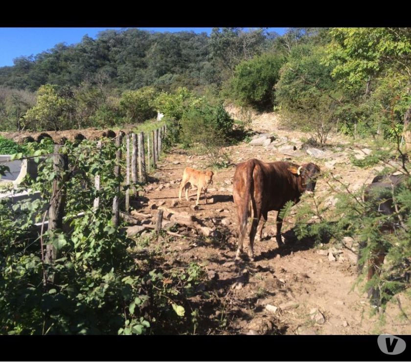 VENDO CAMPO CATAMARCA (ALIJILAN) HAS