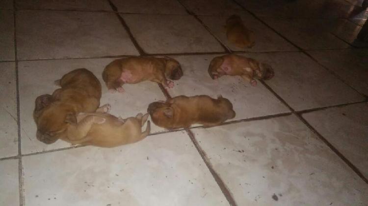 Vendo Cachorritos Dogo de Burdeo