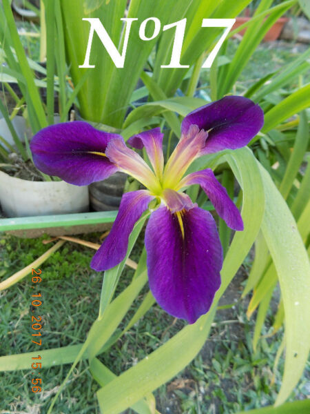 IRIS LOUISIANA $100