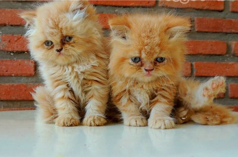 Hermosos gatitos persa !