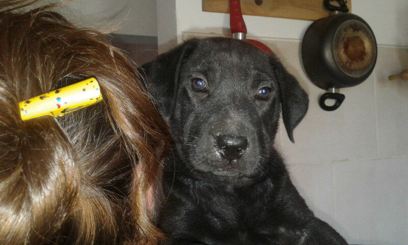 Regalo 2 cachorros hembras hermanas de 2 meses