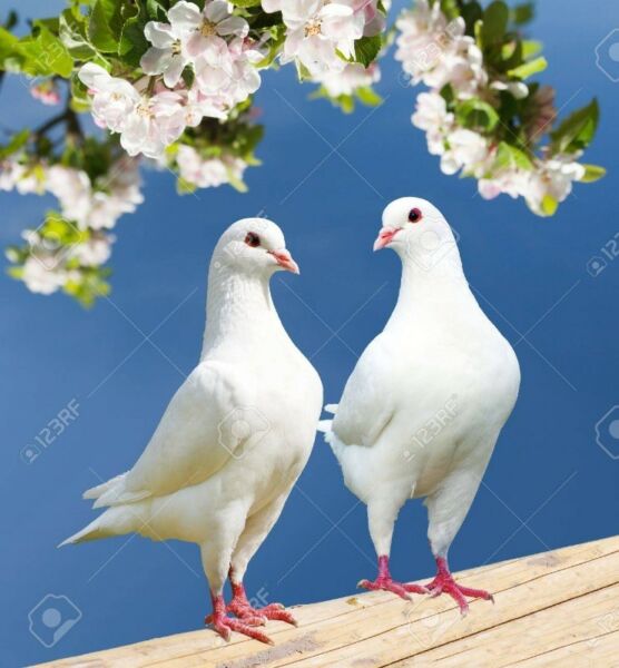 palomas blancas de varias razas mar del plata  no