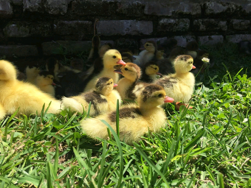 Patitos y pollitos bebe