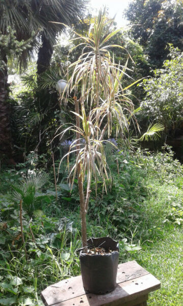 Planta Dracena Marginata Tricolor