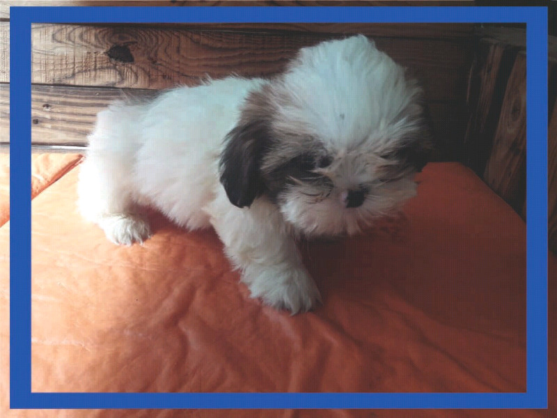 Shih tzu mini machito peluche! Envios