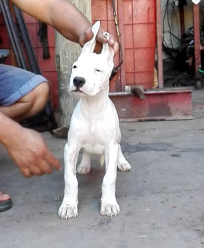 Cachorra dogo argentino