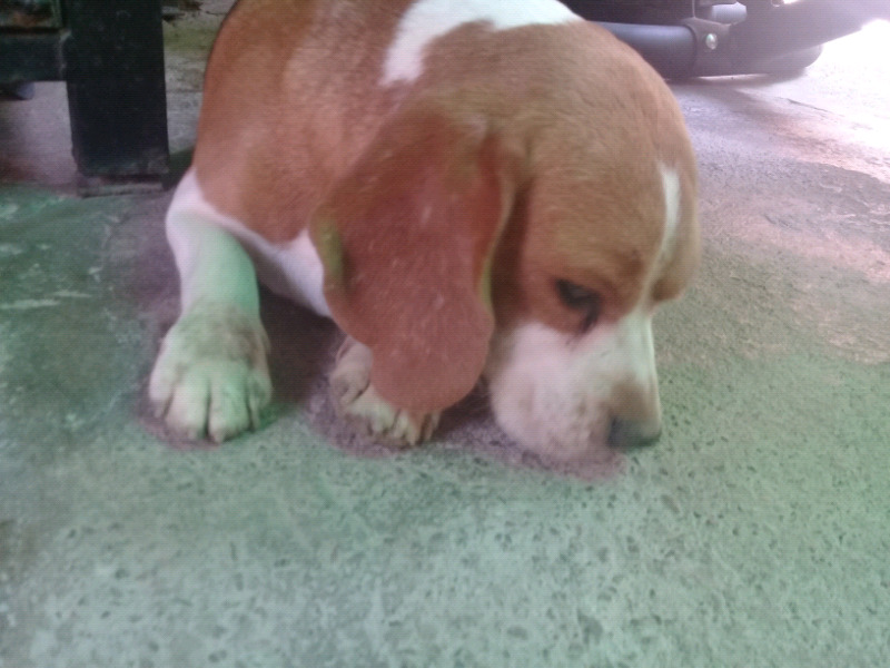 Cachorrona beagle 18 meses pedigree