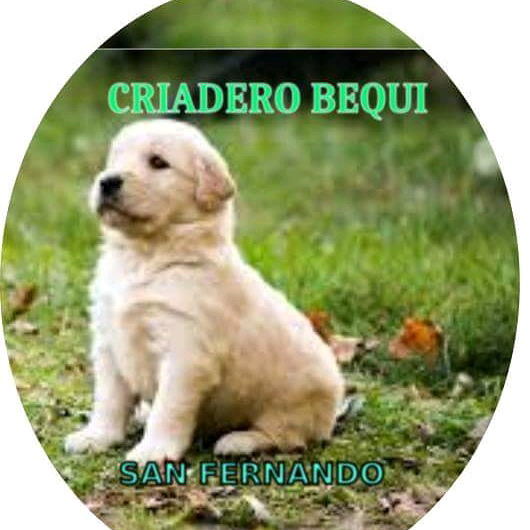 Cachorros golden reserva Fca hembra 32mil Macho 30