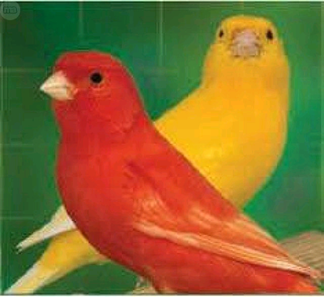 Canarios Rojos y Amarillos