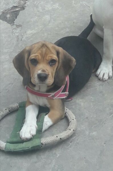 Hermosa cachorra beagle tricolor de 13" whatsapp 