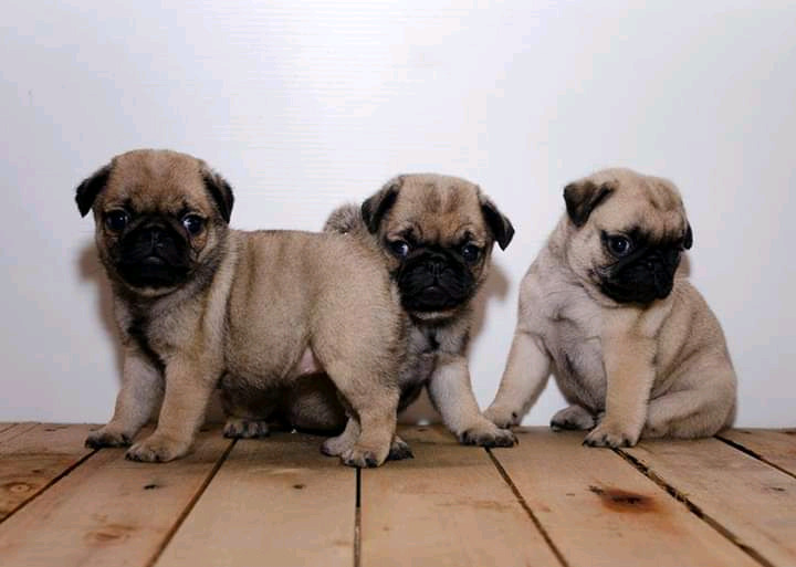 PUG CARLINOS con pedigree