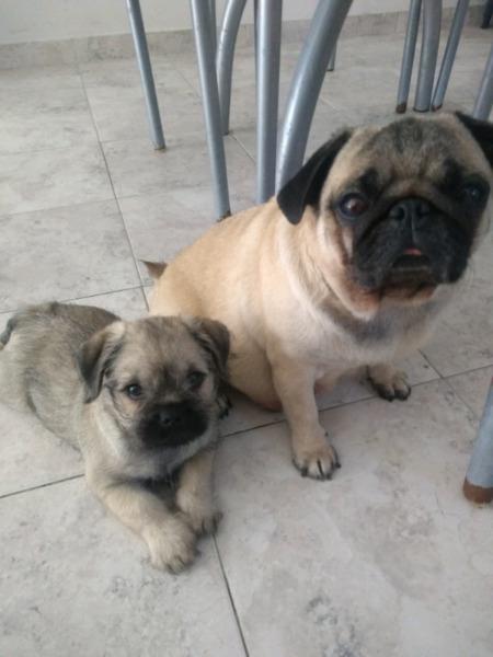 Vendo PUG cruza con Schnauzer