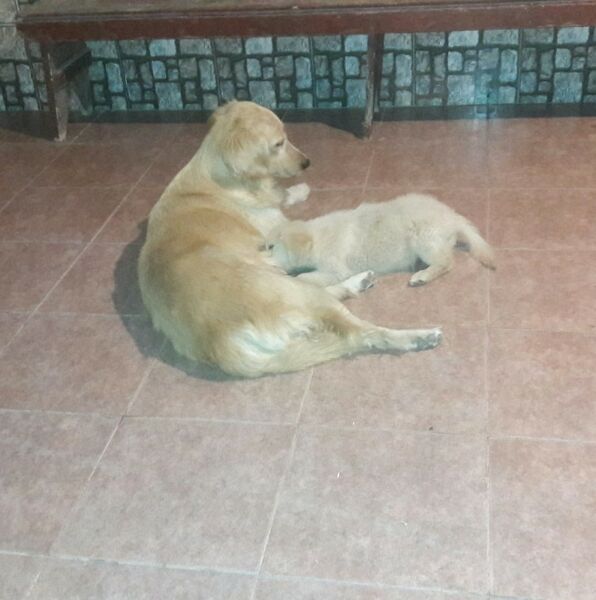 Venta de Golden Retriever