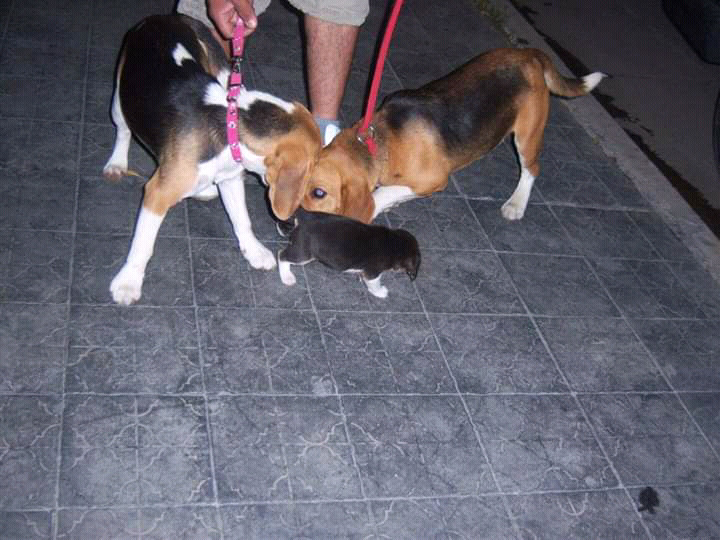 Beagles 13 pulgadas ultima hembra