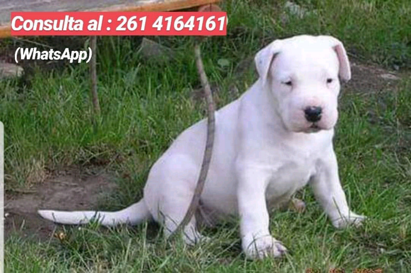 CACHORROS DOGO ARGENTINO