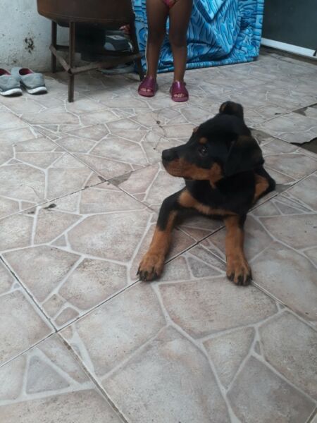 Cachorra rotwallier 3meses