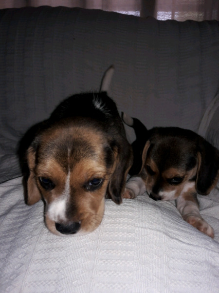 Cachorros beagles tricolor