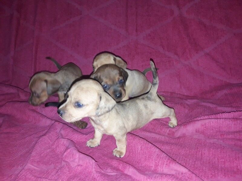 Dachshund Hembras y macho salchicha minis