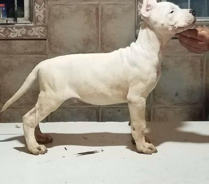 dogo argentino macho con FCA