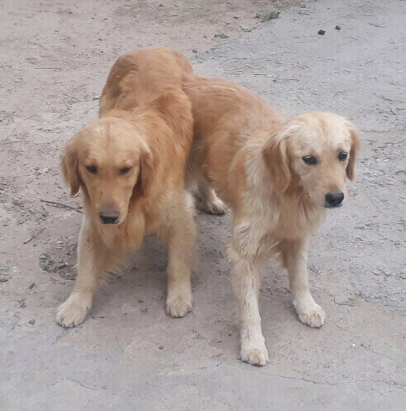 Vendo cachorros golden retriver