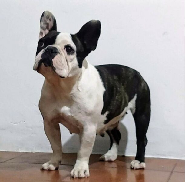 Bulldog frances adulta