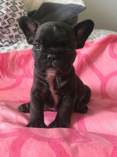 Cachorro Bulldog Frances