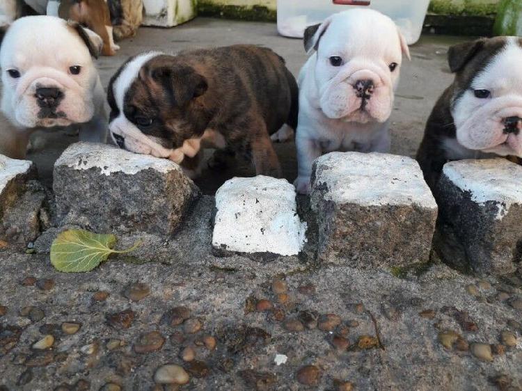 Cachorros Bulldog Inglés