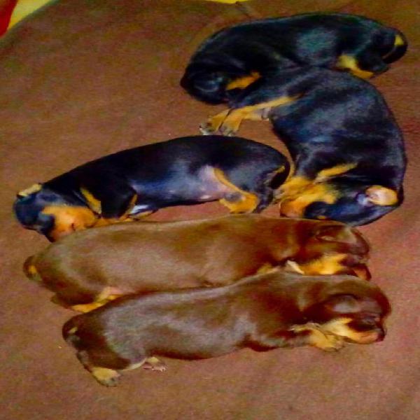 Cachorros Pinscher se entregan el 23 de enero Bahía y Punta