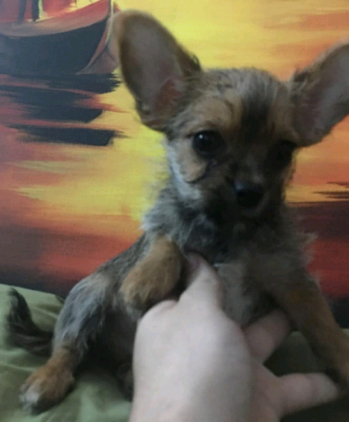 Cachorros chihuahas con libreta sanitaria