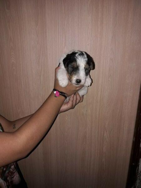 Cachorros de fox terrier