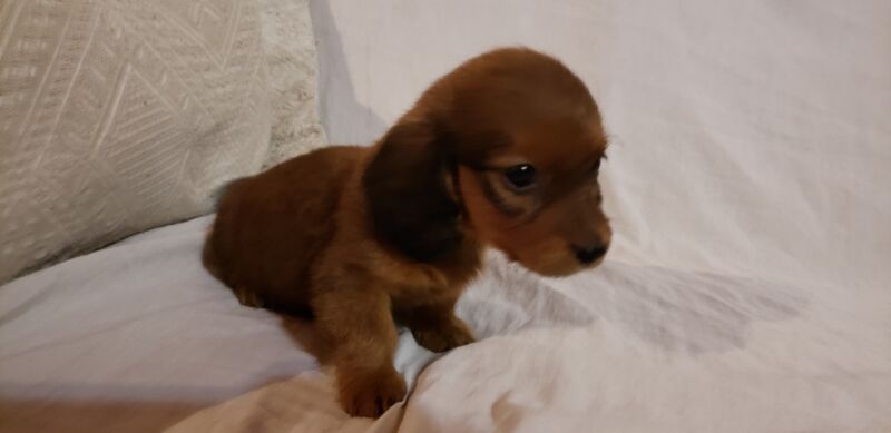 Dachshund mini pelo largo