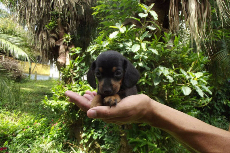 SALCHICHA MINI NEGROS! UNICOS EN CORDOBA