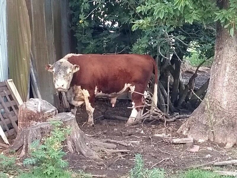 Toro Reproductor Hereford